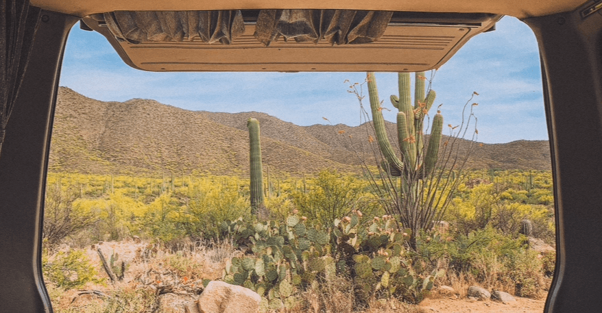 Views of Saguaro National Park cacti from inside a van